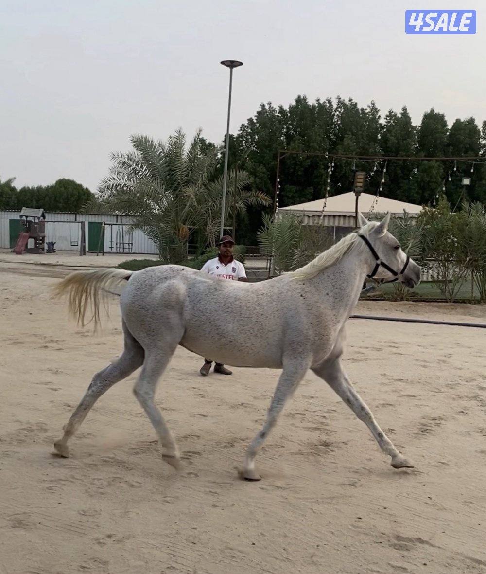 للبيع فرس فرنسيه1