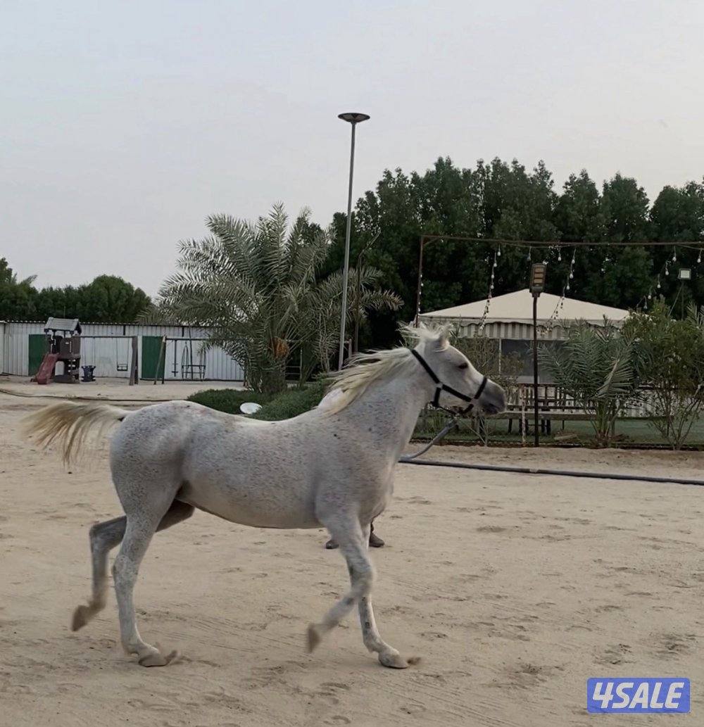 للبيع فرس فرنسيه2