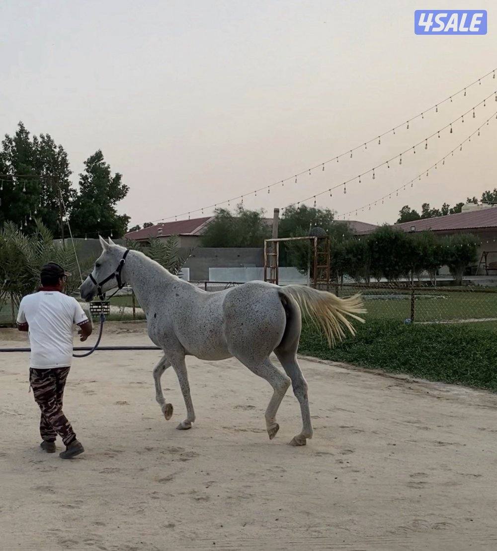 للبيع فرس فرنسيه3