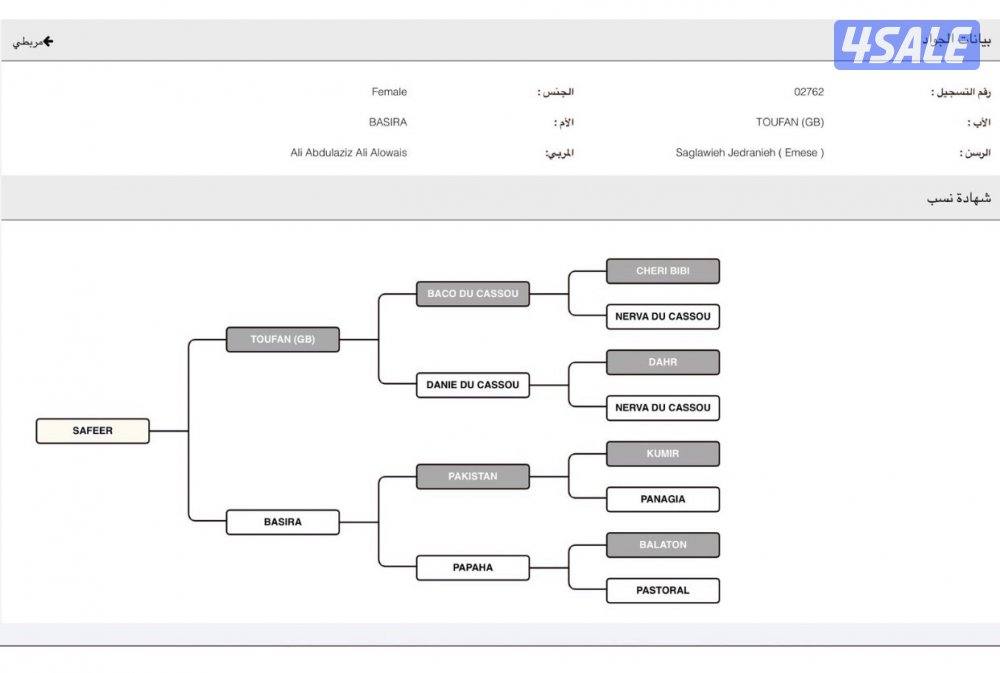 للبيع فرس فرنسيه5