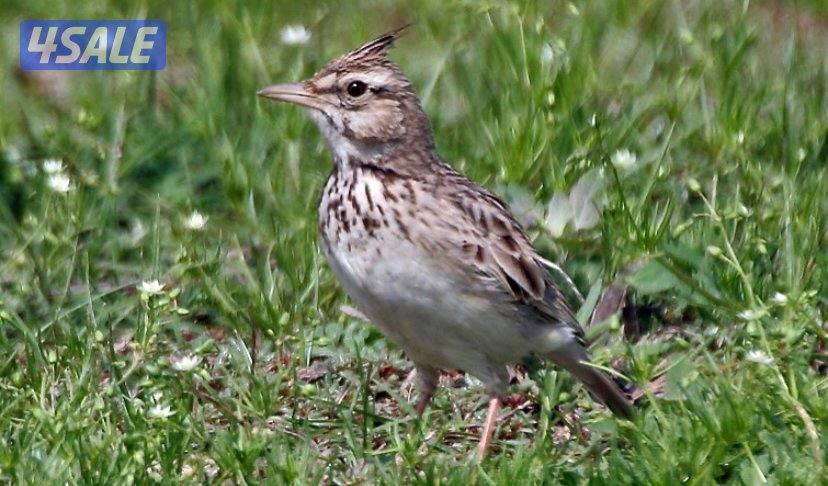 الضهر قطعه 11