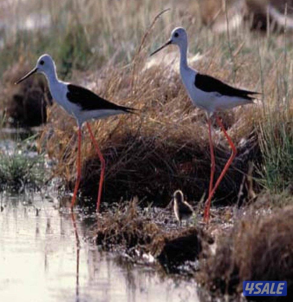 الضهر قطعه 10