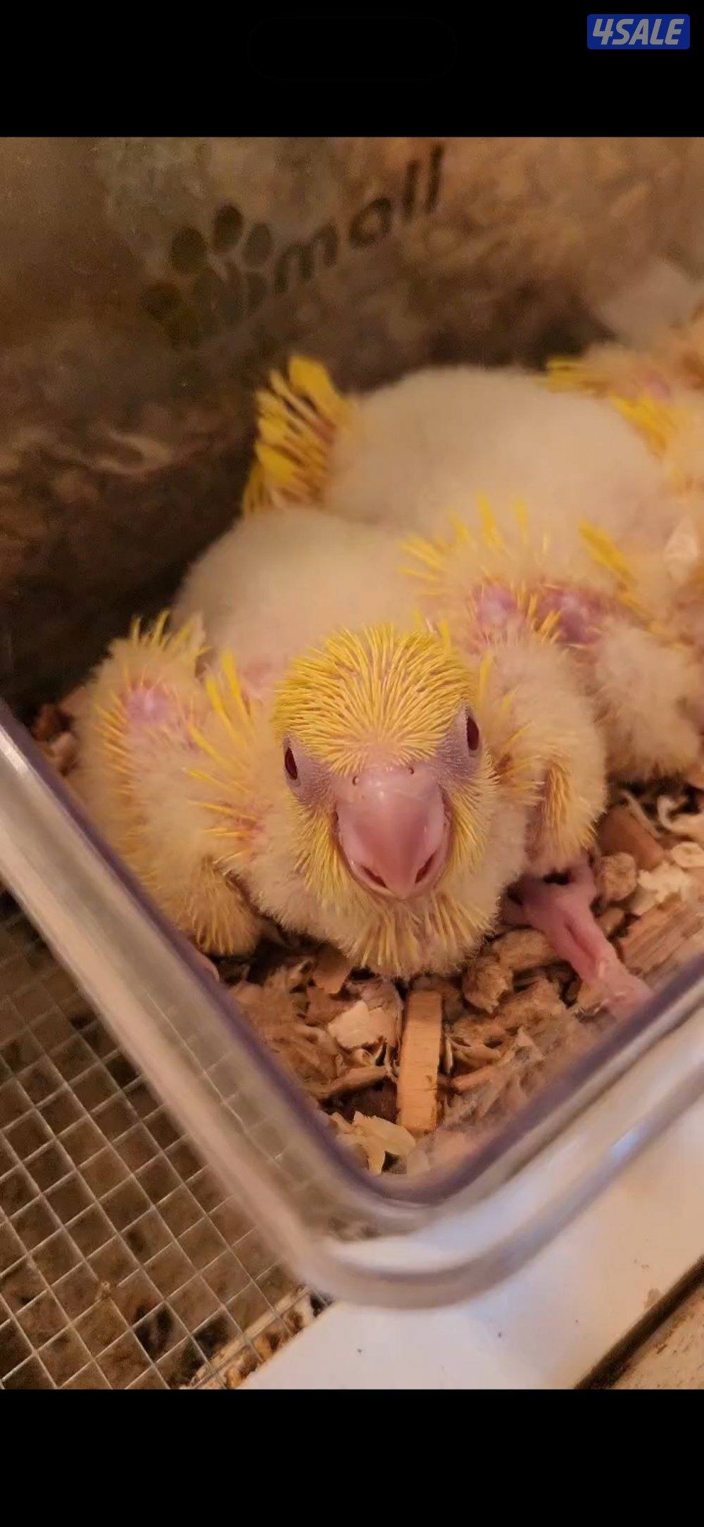 فروخ متنوعه0