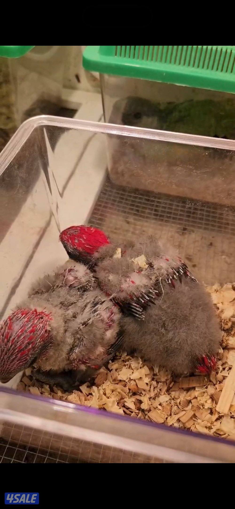 فروخ متنوعه1