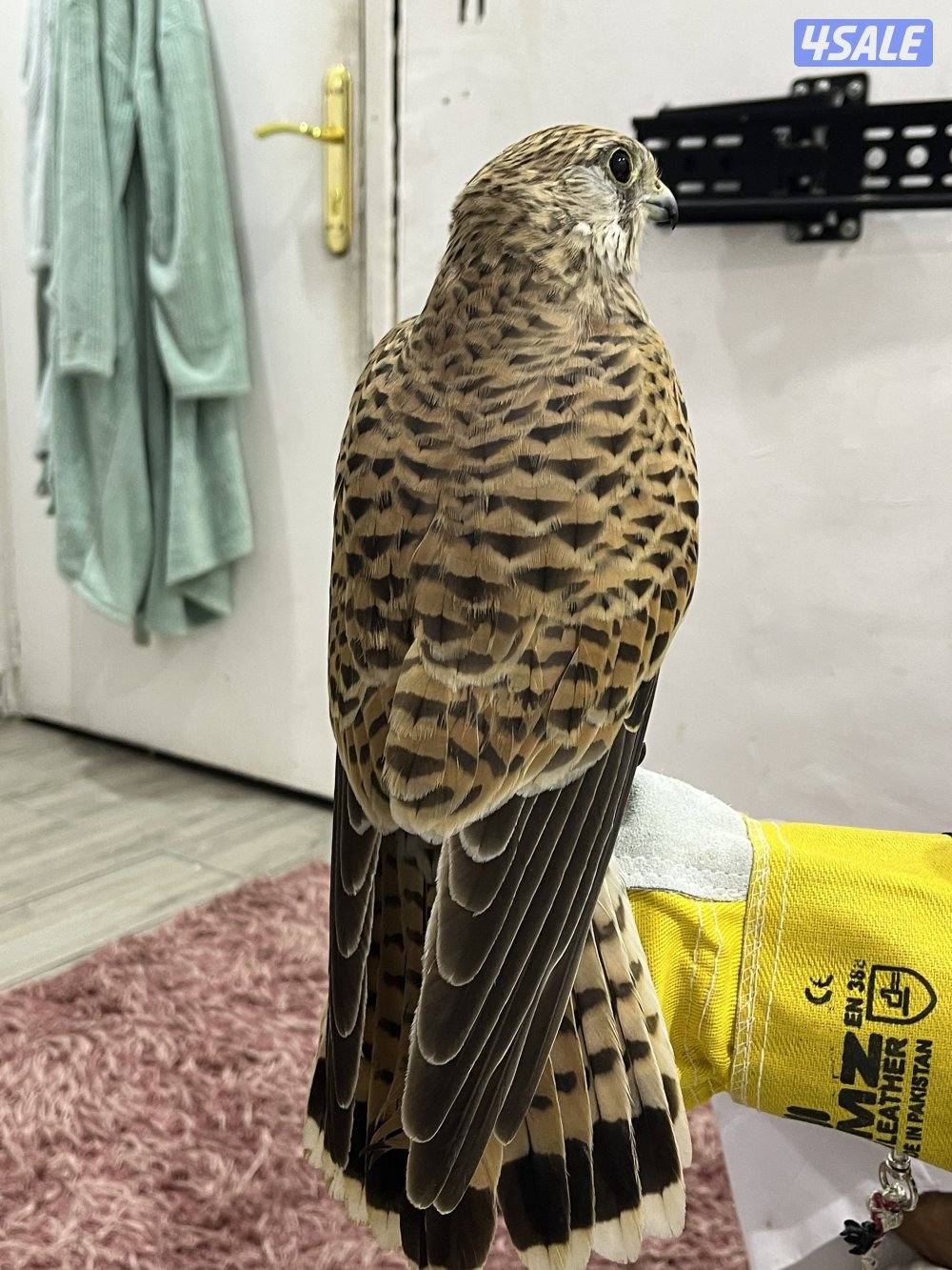 للبيع طيور0