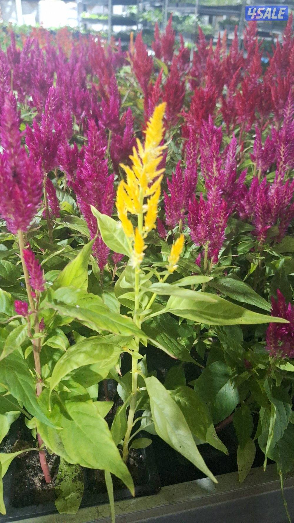 زراعة وصيانة حدائق1