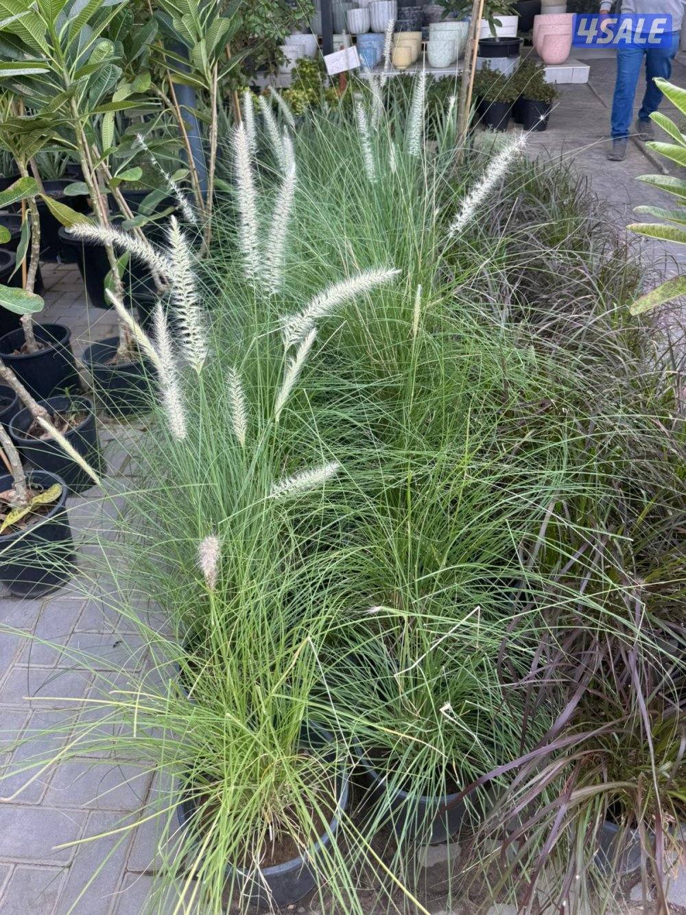 زراعة وصيانة حدائق2