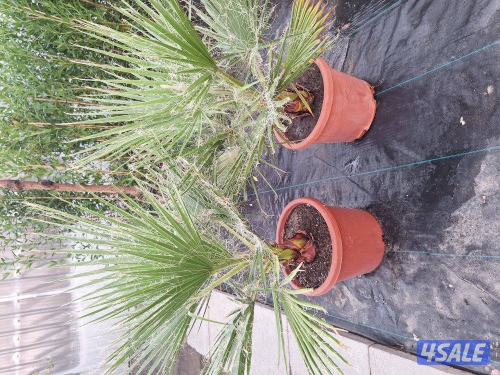 زراعة وصيانة حدائق4