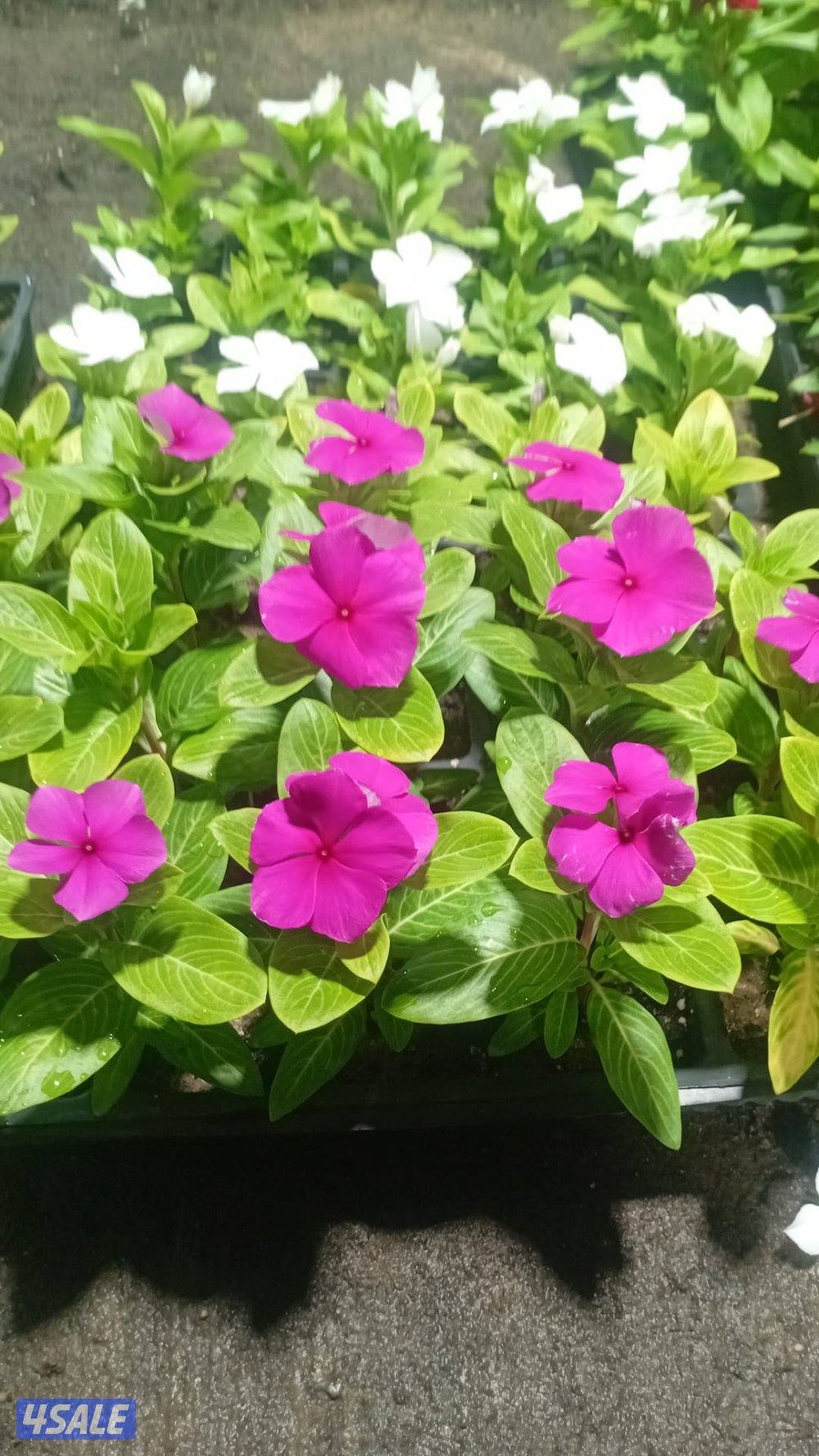 زراعة وصيانة حدائق3