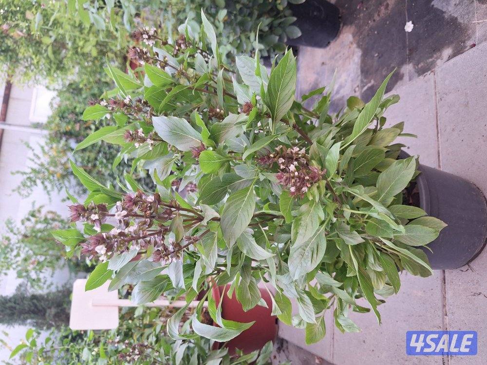 زراعة وصيانة حدائق5