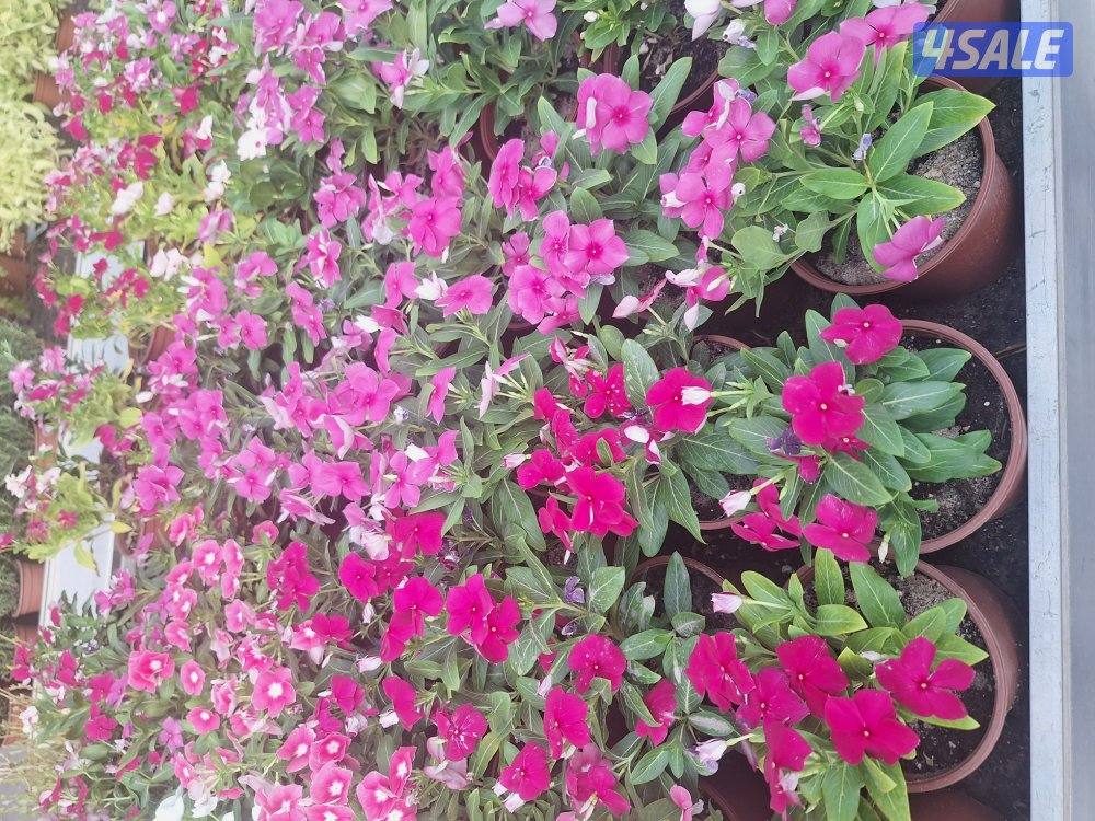 زراعة وصيانة حدائق10