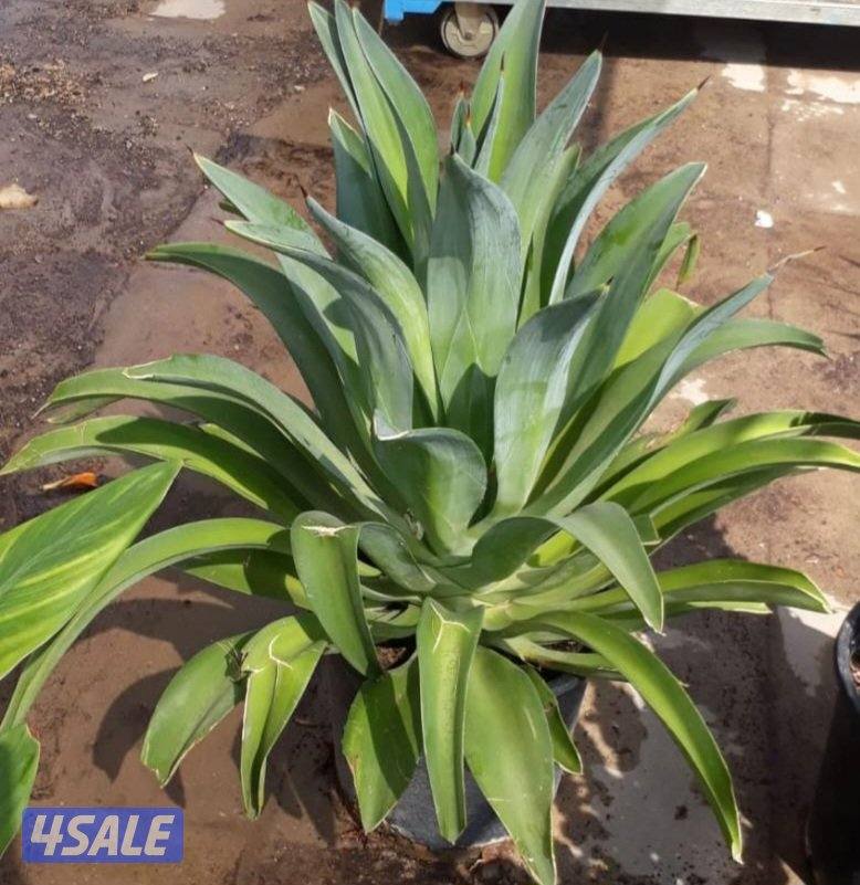 زراعة وصيانة حدائق14