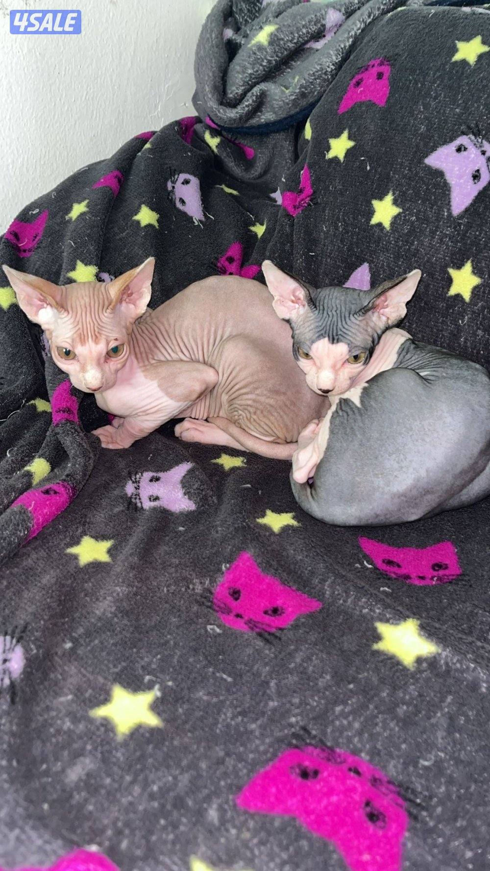 Sphynx Kitten 3 months old For Sale Done 1st Vaccine7