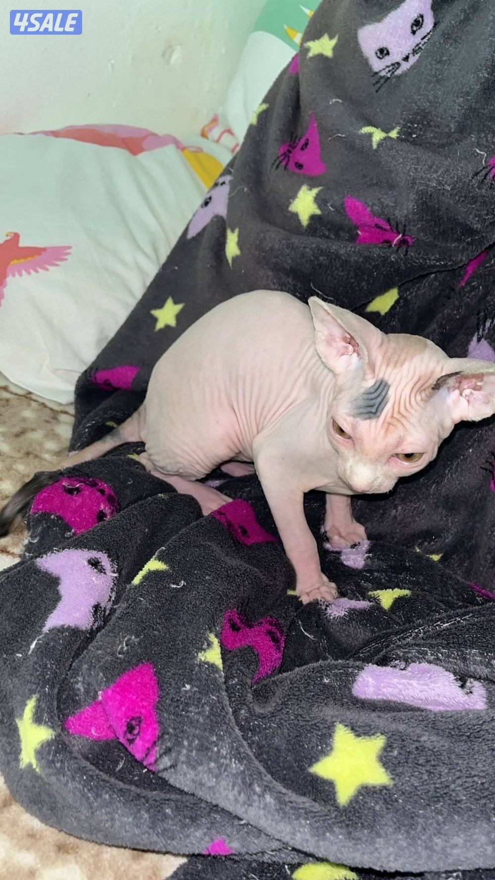 Sphynx Kitten 3 months old For Sale Done 1st Vaccine8