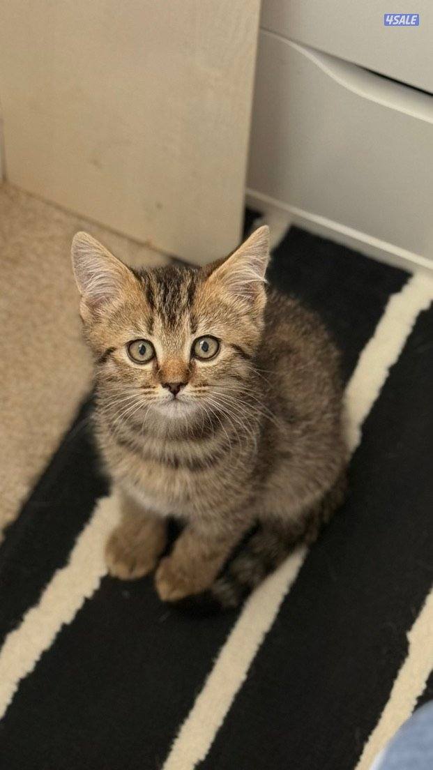 سكوتش مكس شيرازي1