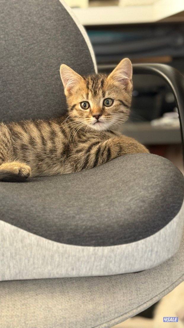 سكوتش مكس شيرازي0