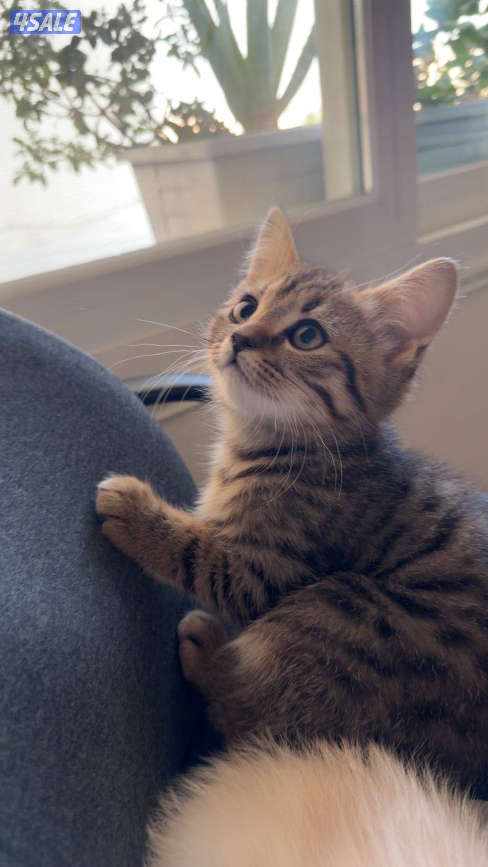 سكوتش مكس شيرازي2