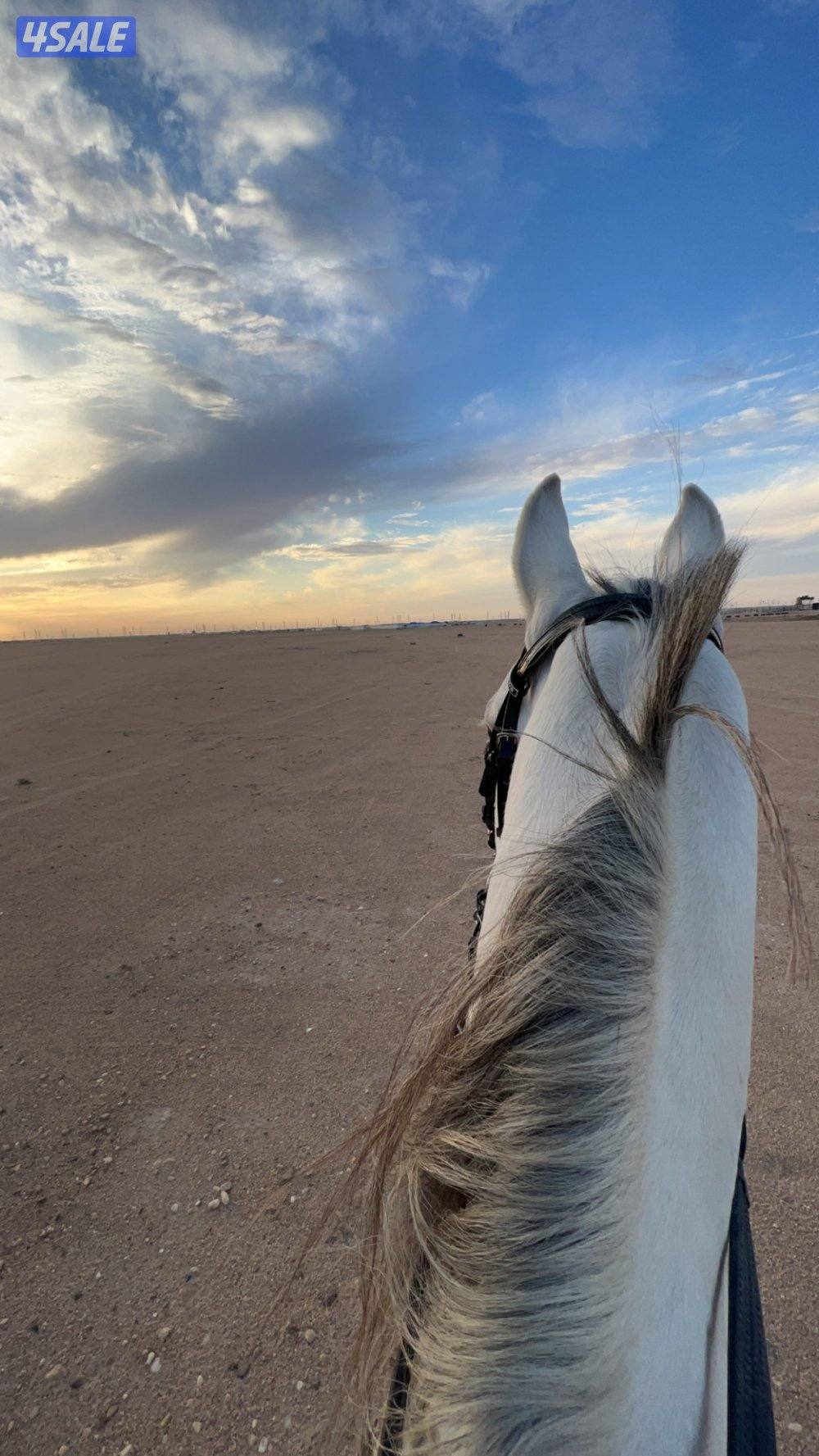 الموقع الزقلة الصامل ان شاء الله مانقصر وياه0