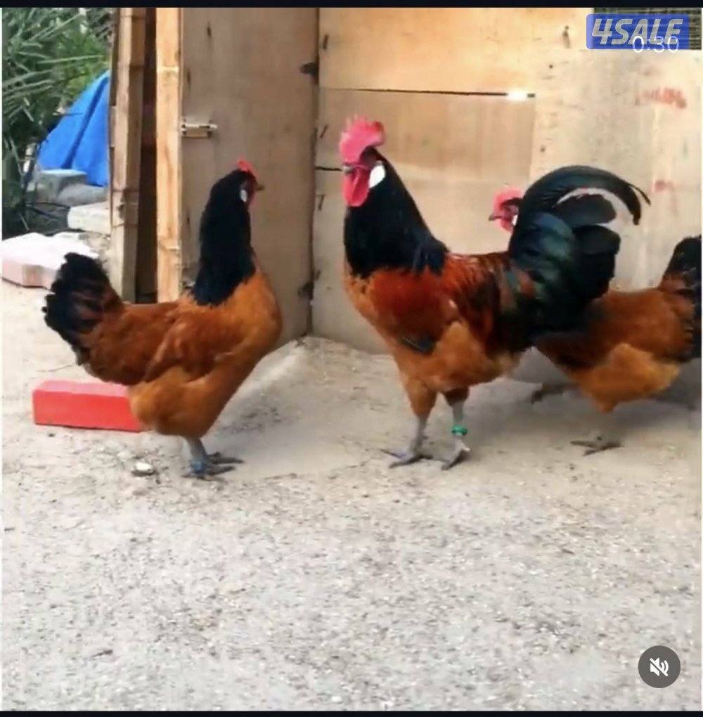 نوادر🐥فروخ🐥فورويرك0