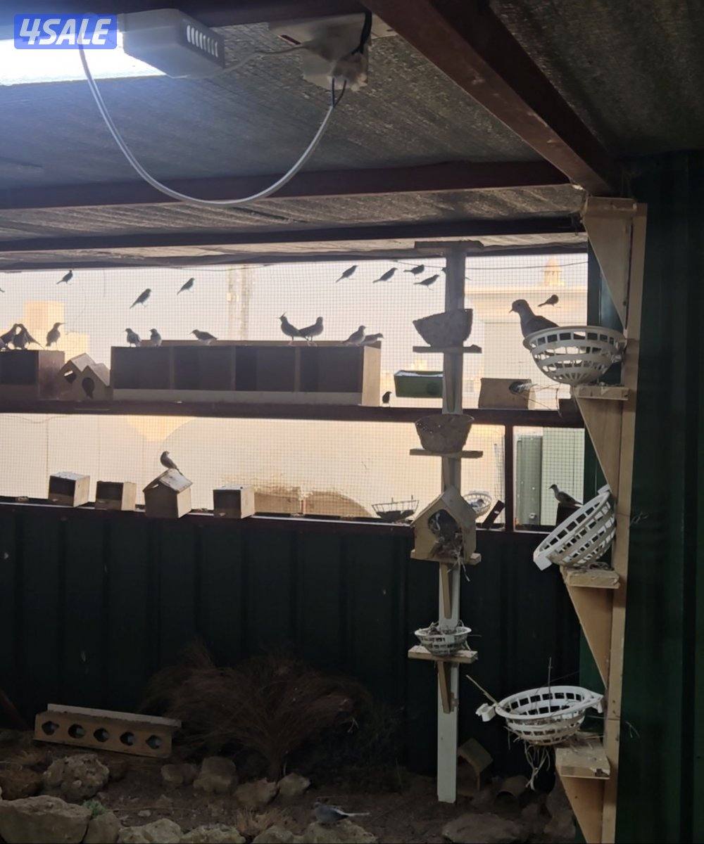 للبيع محمية كاملة من الطيور البرية مع الغراض كامل علي السوم0