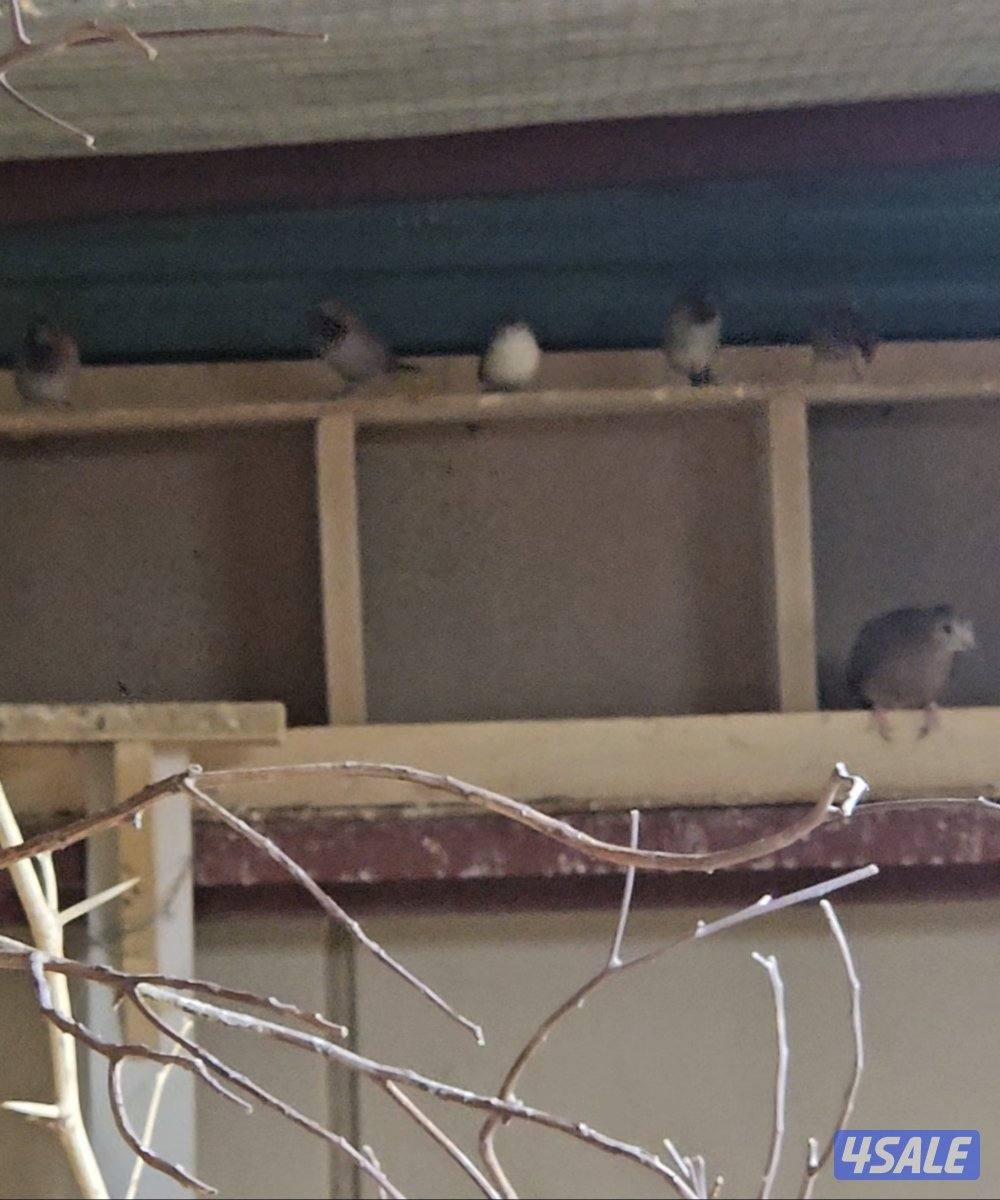 للبيع محمية كاملة من الطيور البرية مع الغراض كامل علي السوم1