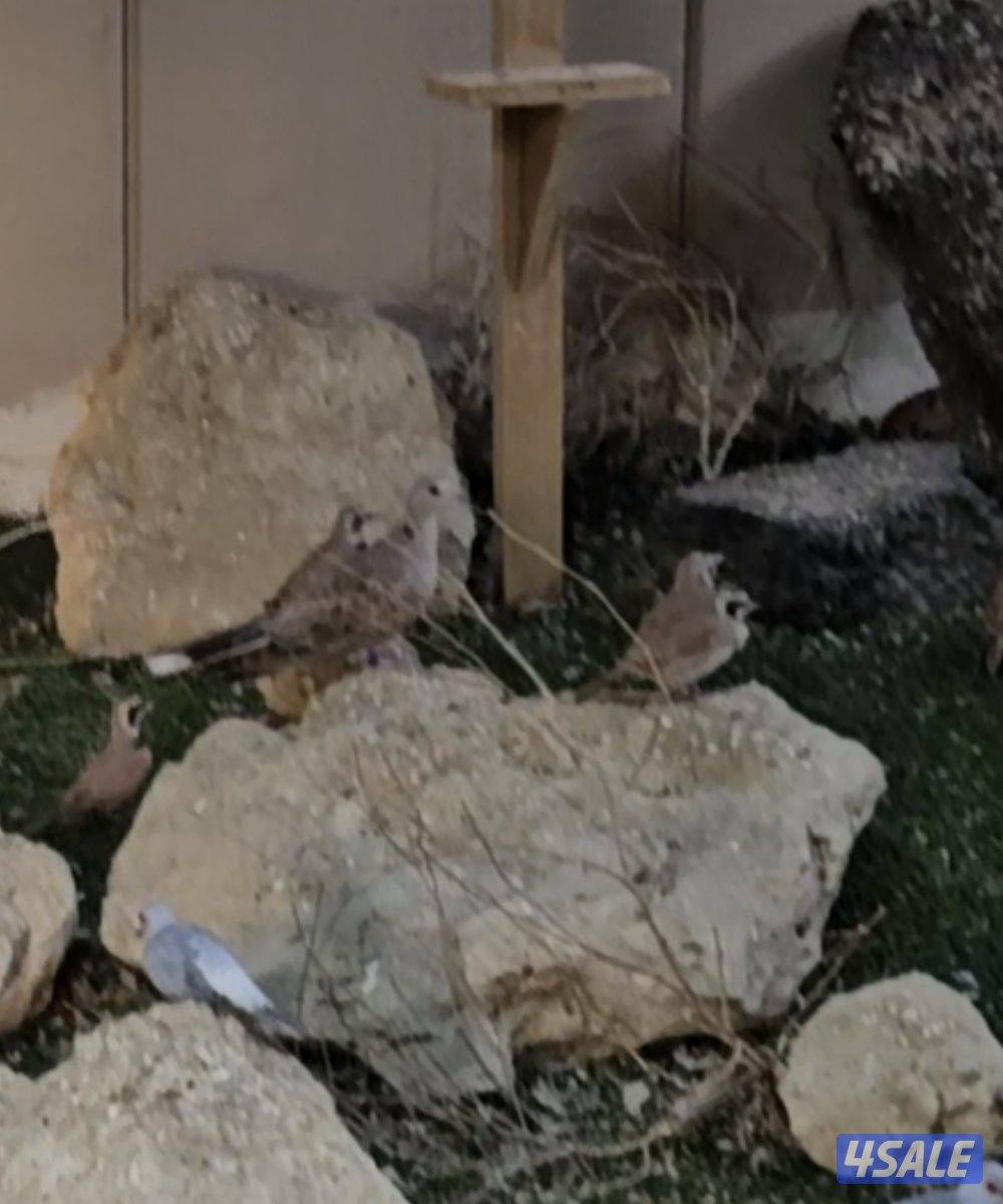 للبيع محمية كاملة من الطيور البرية مع الغراض كامل علي السوم2