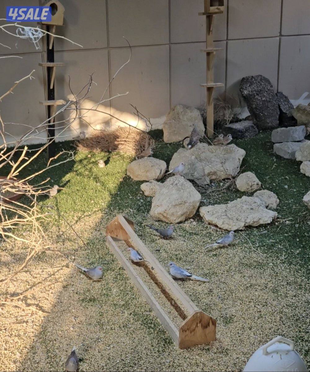 للبيع محمية كاملة من الطيور البرية مع الغراض كامل علي السوم3