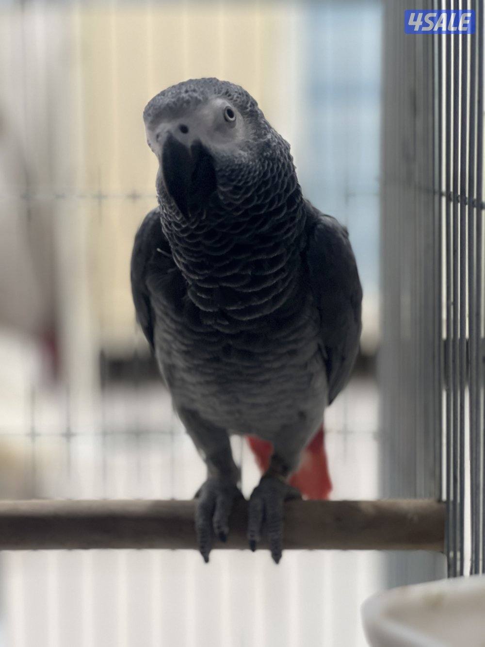 للبيع كاسكو هولندي يتكلم محيل حجمه حلو ما يطلع عالايد1