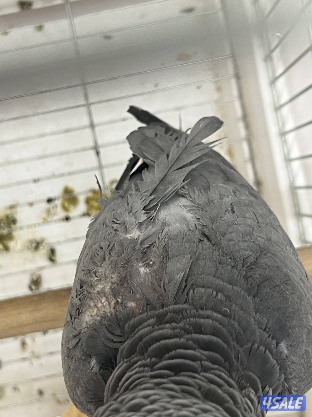 للبيع كاسكو هولندي يتكلم محيل حجمه حلو ما يطلع عالايد2