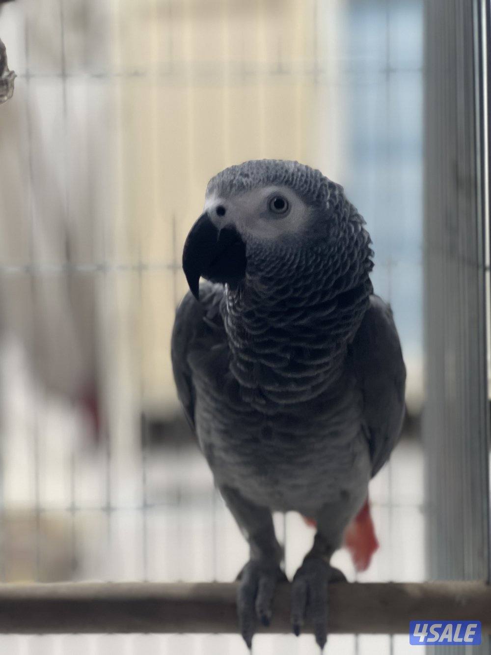 للبيع كاسكو هولندي يتكلم محيل حجمه حلو ما يطلع عالايد3