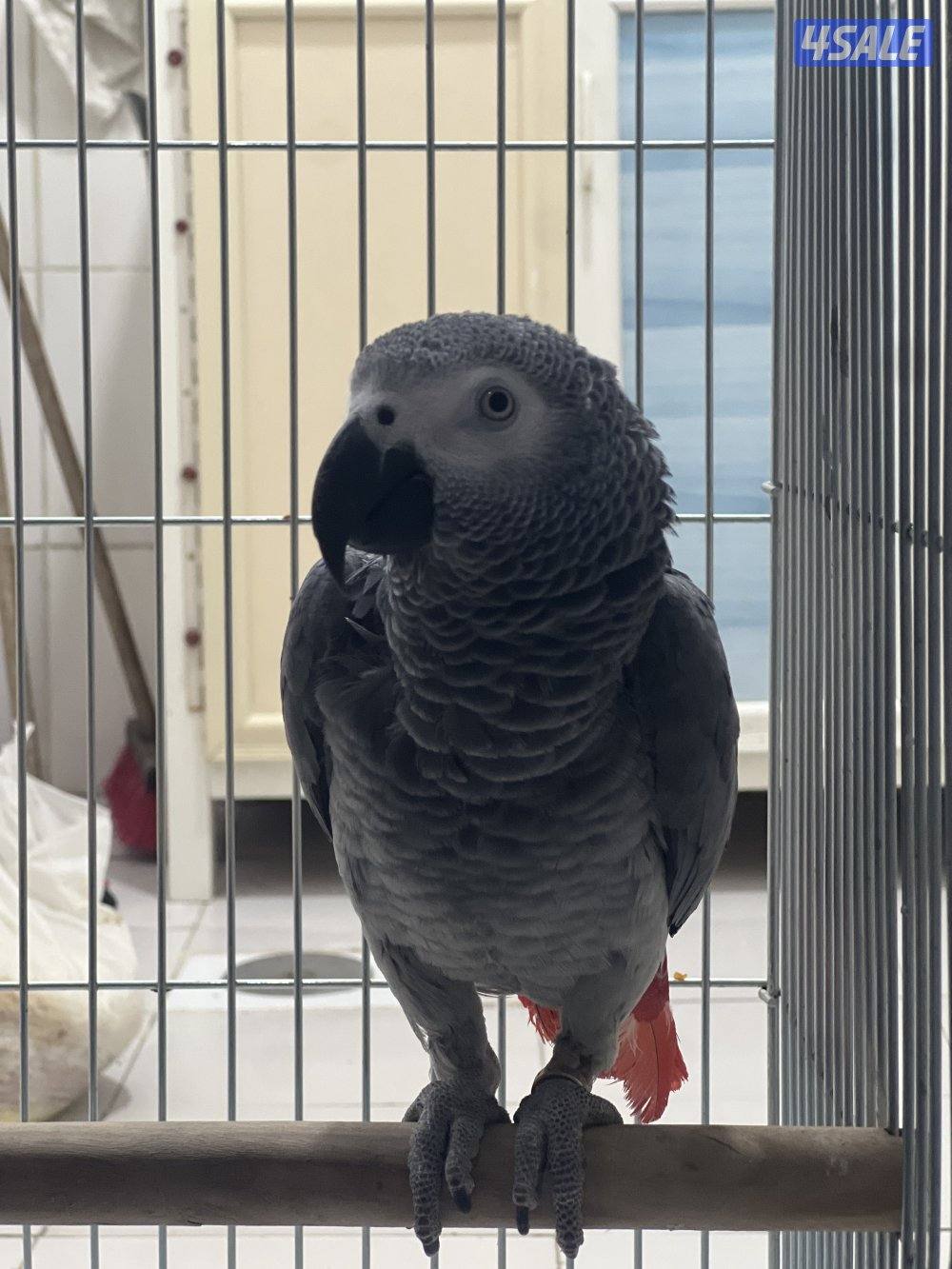 للبيع كاسكو هولندي يتكلم محيل حجمه حلو ما يطلع عالايد4