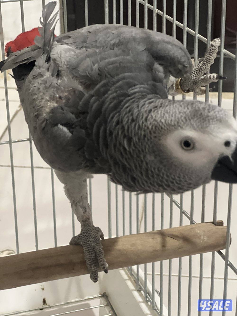 للبيع كاسكو هولندي يتكلم محيل حجمه حلو ما يطلع عالايد5