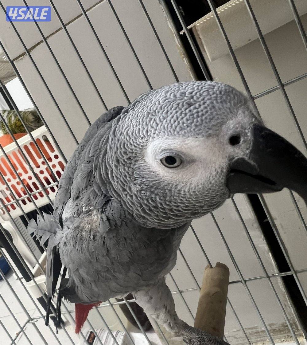 للبيع كاسكو هولندي يتكلم محيل حجمه حلو ما يطلع عالايد6