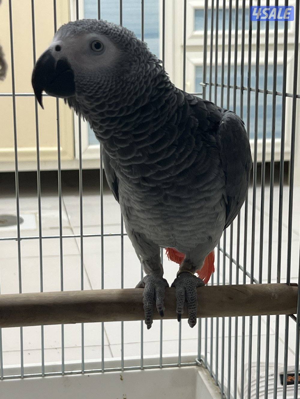 للبيع كاسكو هولندي يتكلم محيل حجمه حلو ما يطلع عالايد7