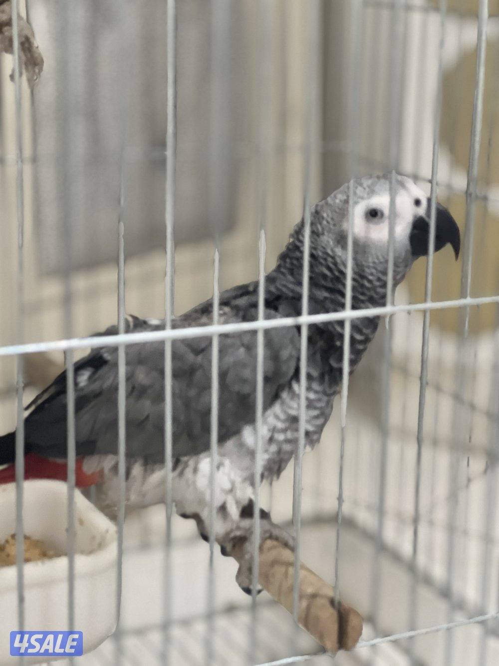 للبيع كاسكو هولندي يتكلم محيل حجمه حلو ما يطلع عالايد8