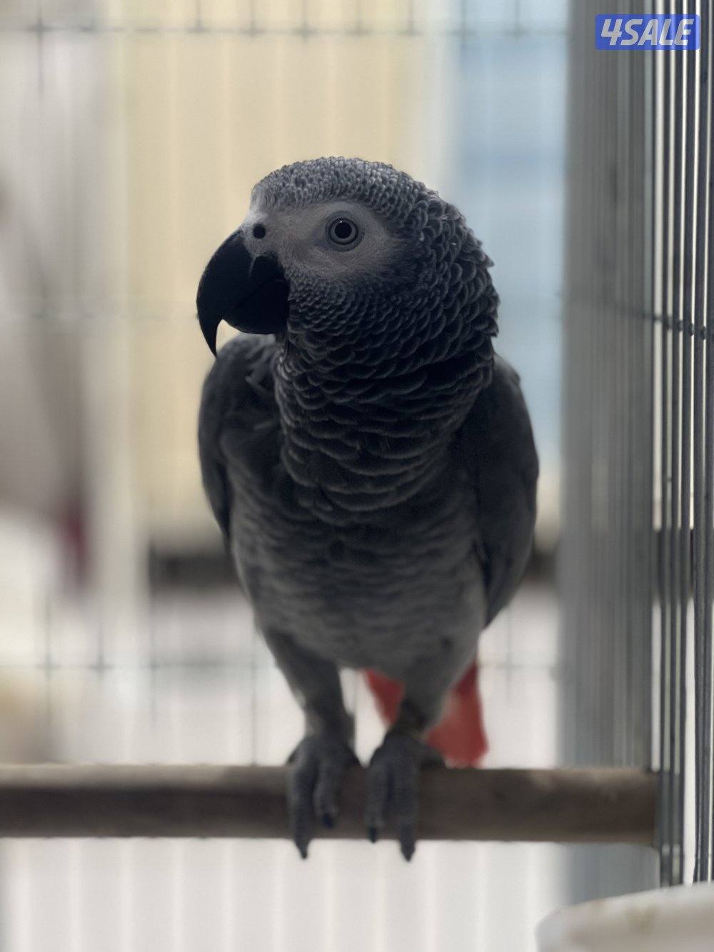 للبيع كاسكو هولندي يتكلم محيل حجمه حلو ما يطلع عالايد9