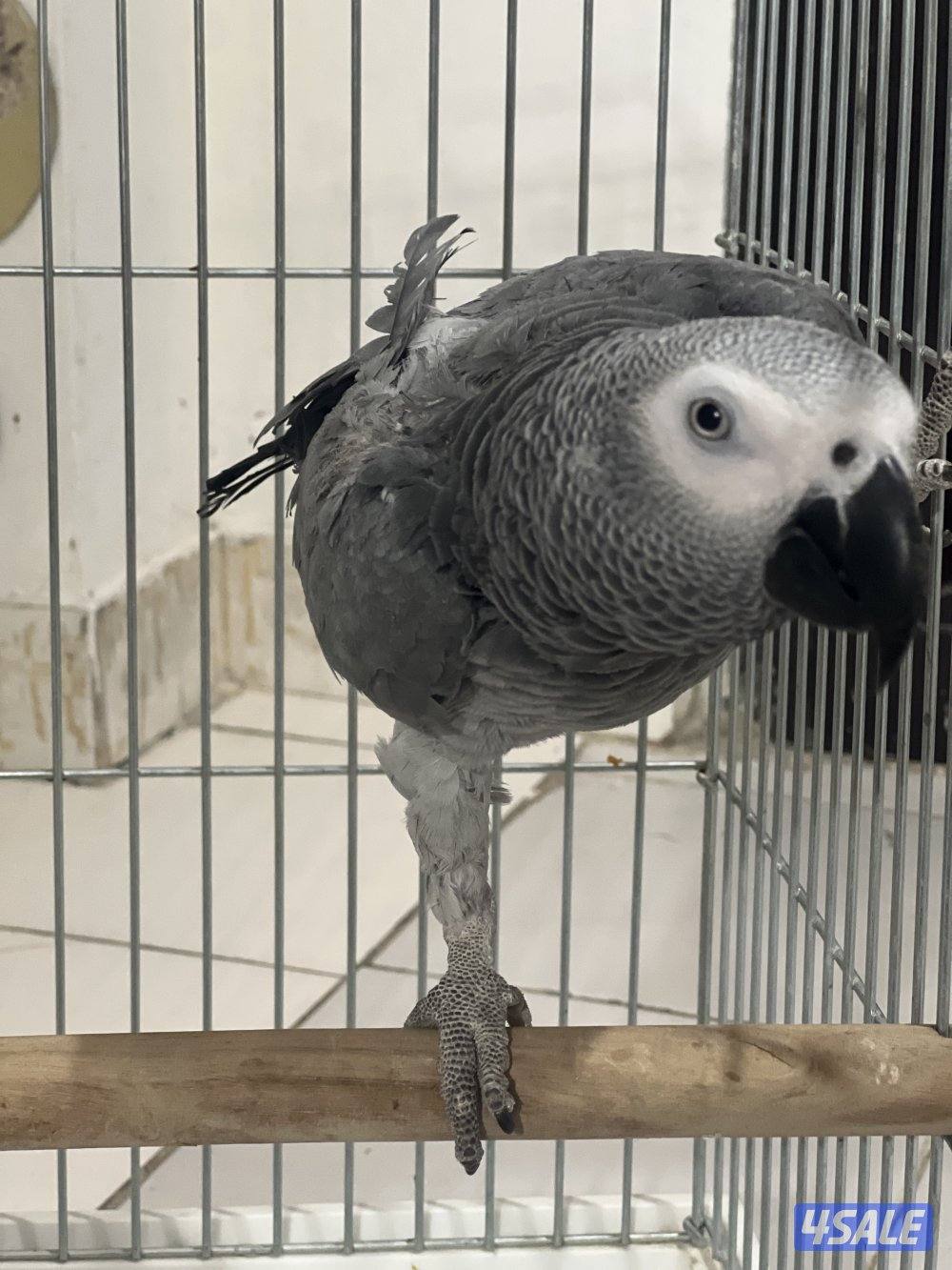 للبيع كاسكو هولندي يتكلم محيل حجمه حلو ما يطلع عالايد10