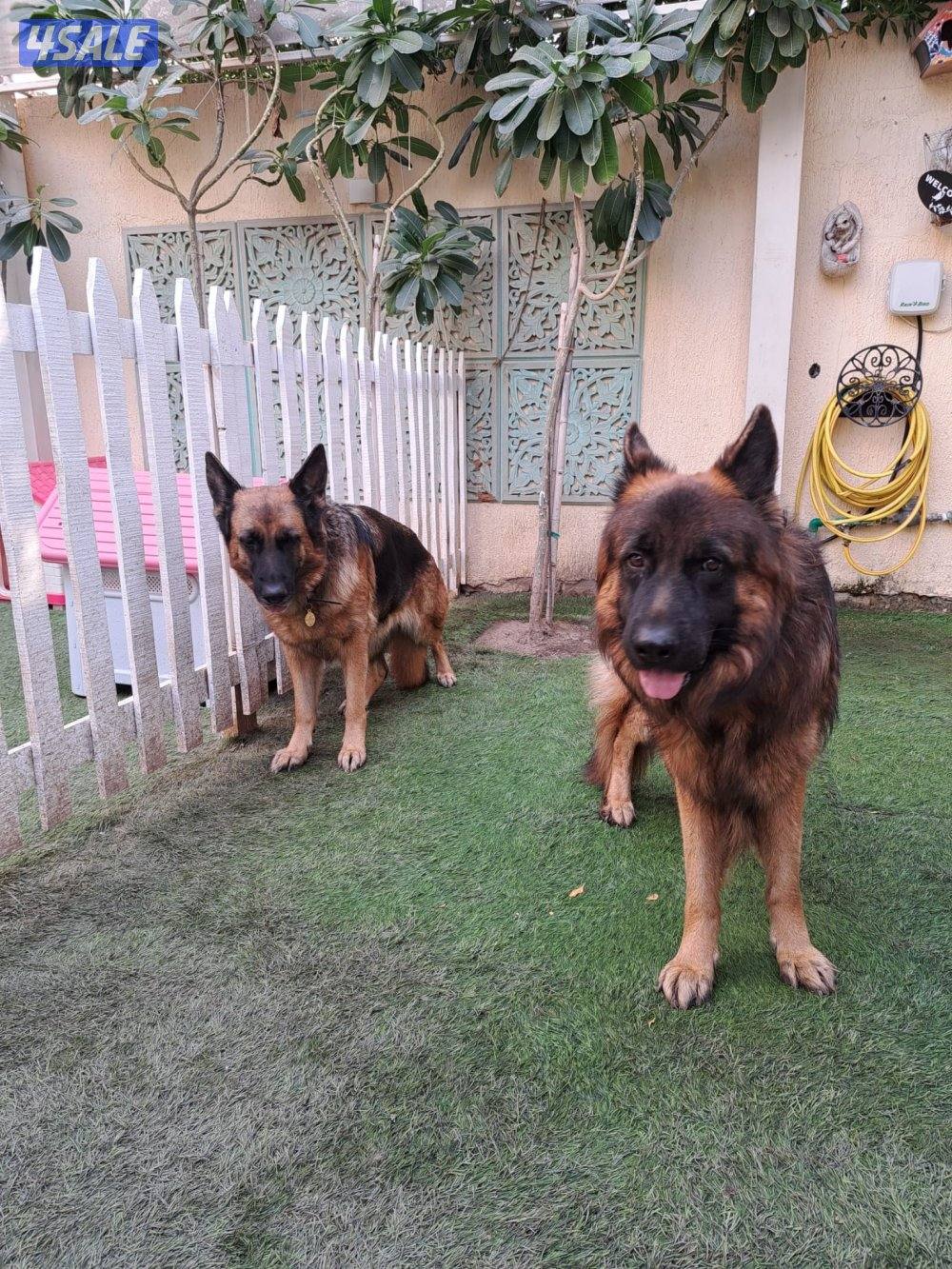 جيرمن شوبرد أصلي0