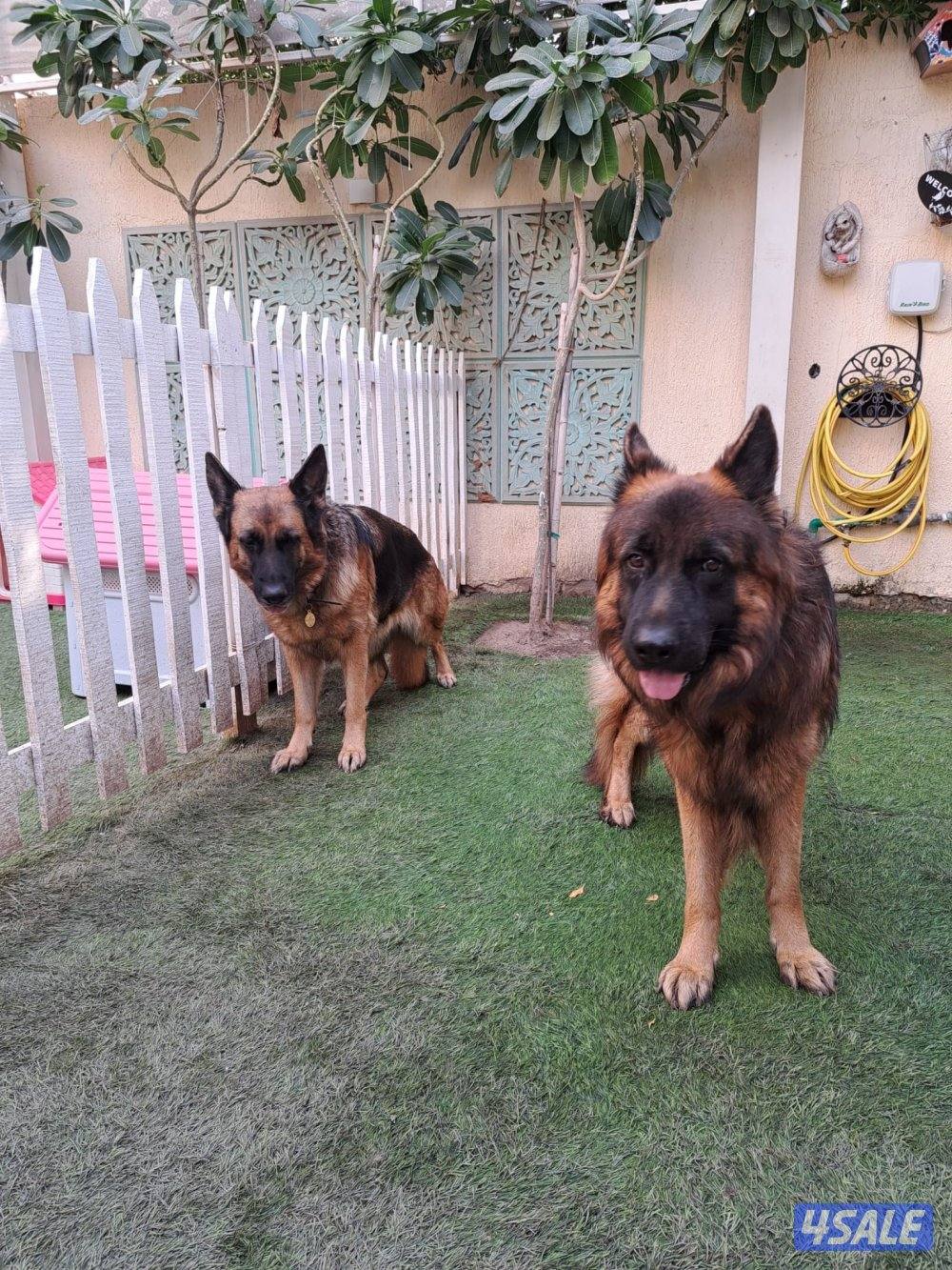 جيرمن شوبرد أصلي1