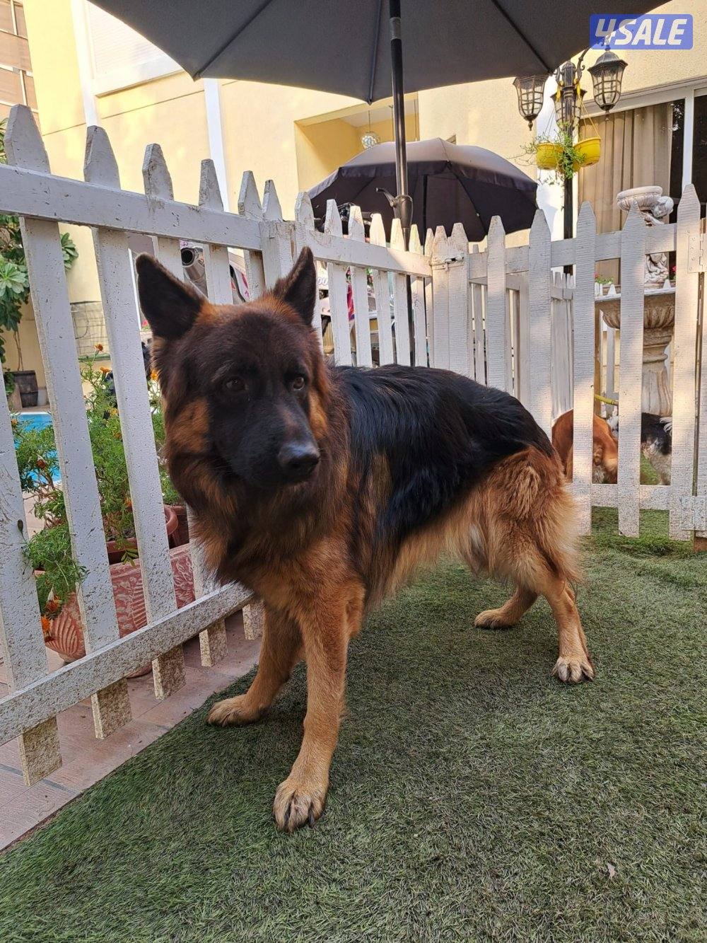 جيرمن شوبرد أصلي2