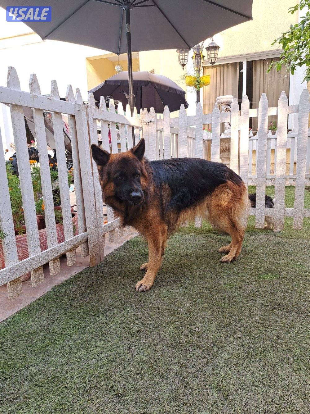 جيرمن شوبرد أصلي3