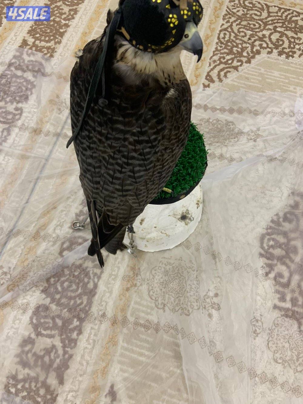 جير تبع قوي0