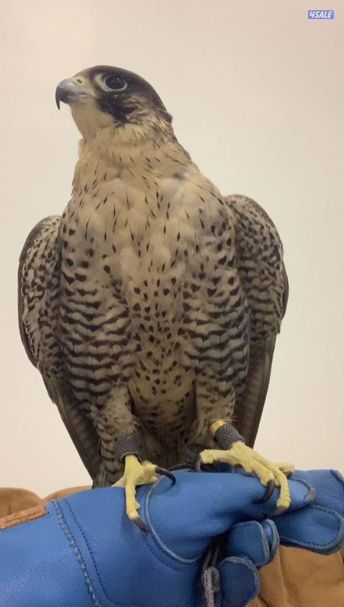 جير تبع قوي2