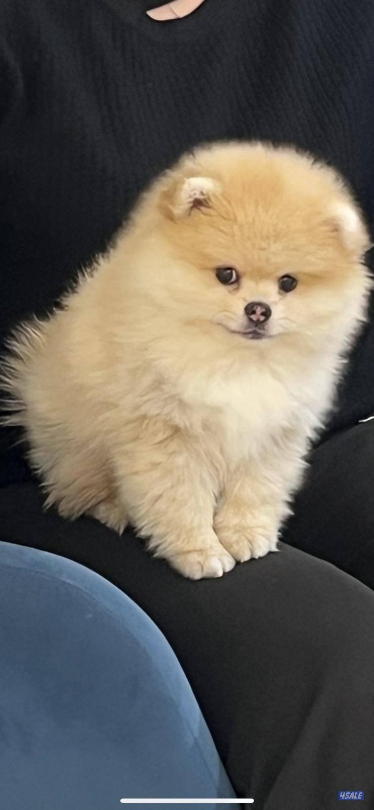 للبيع كلب بومرانيان من سلاله نادره Teddy bear0