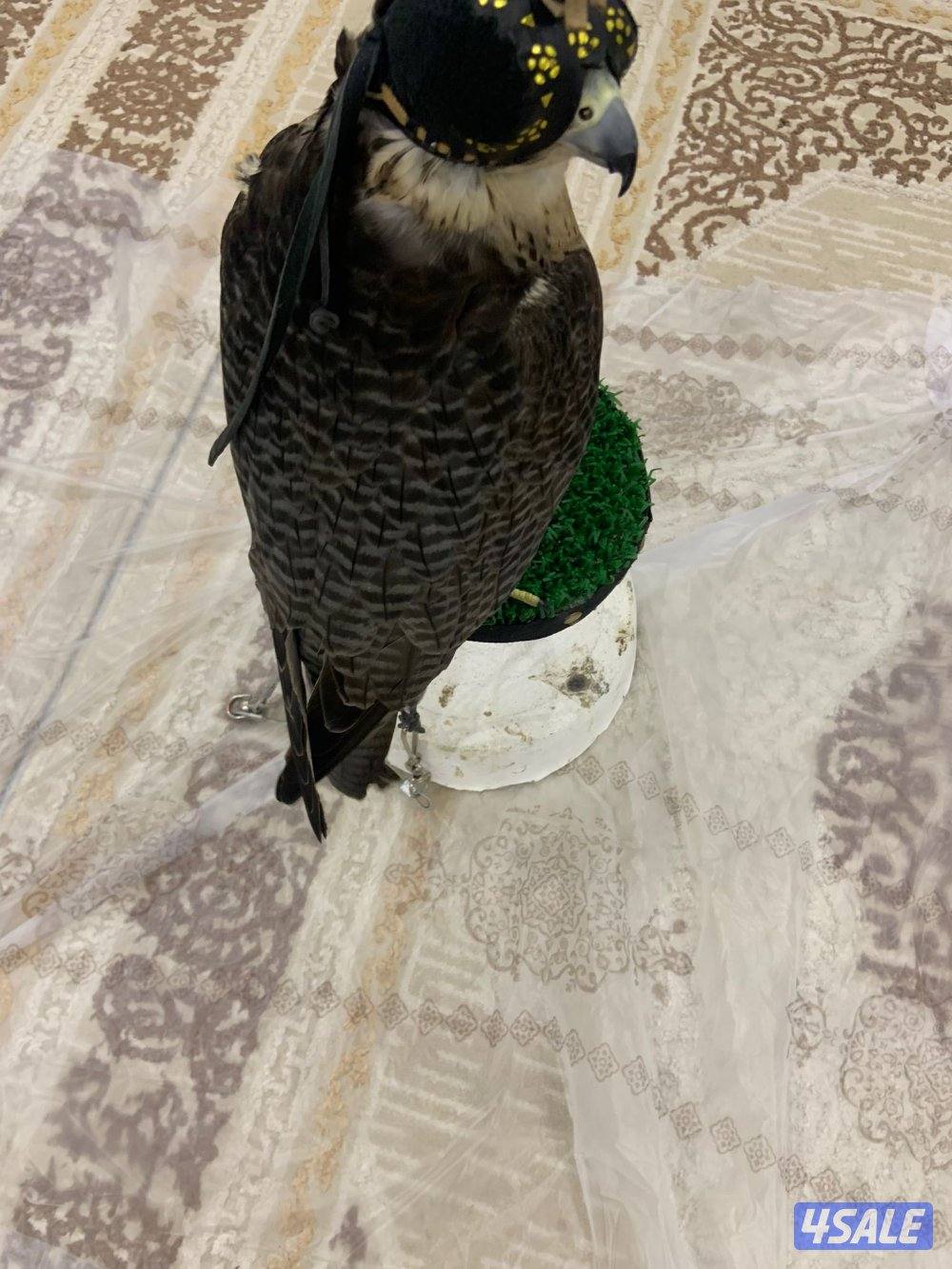 جير تبع قويي0