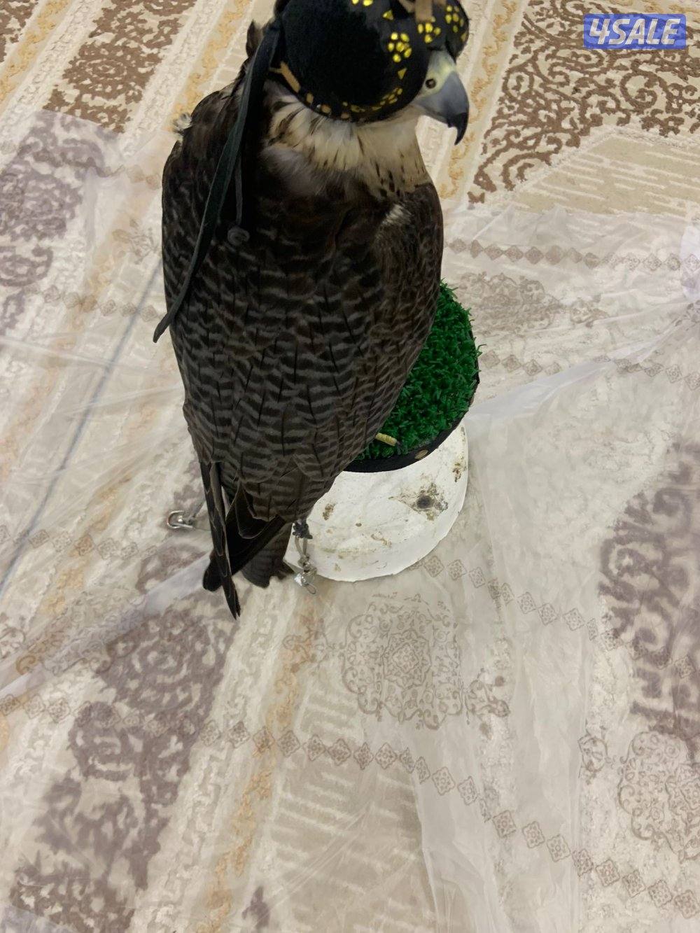 جير تبع قويي1