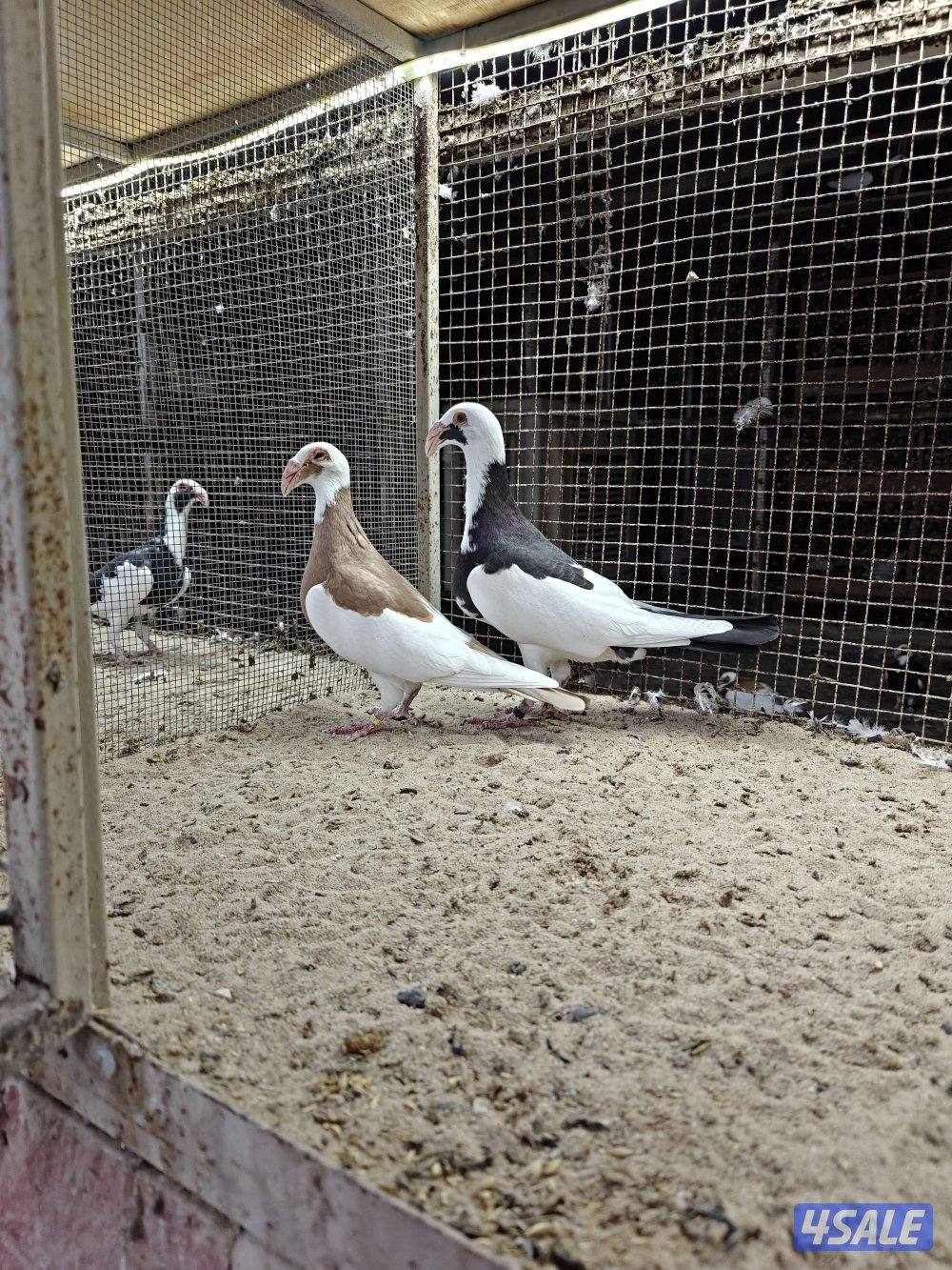 ازواج سكندرون1