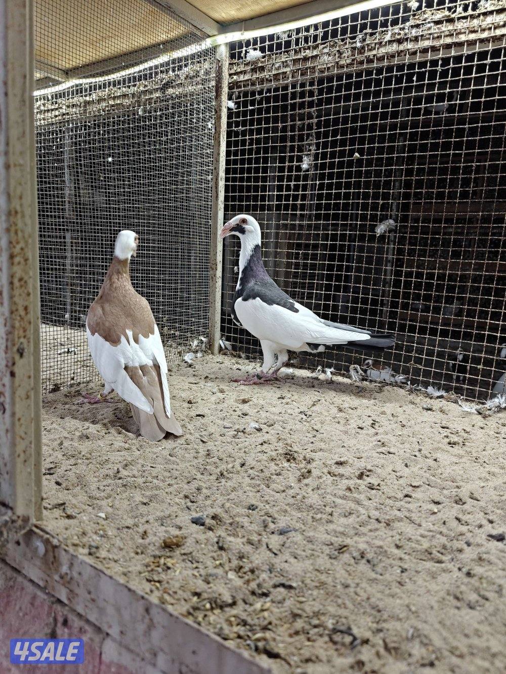 ازواج سكندرون2