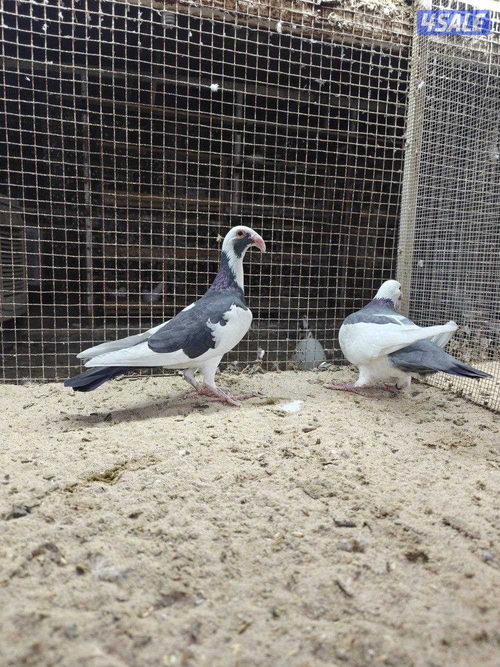 ازواج سكندرون3