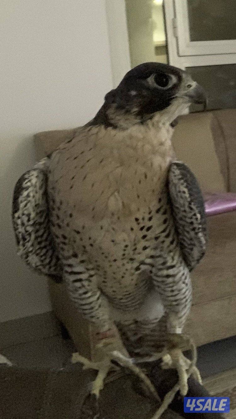 جير تبع قويي2